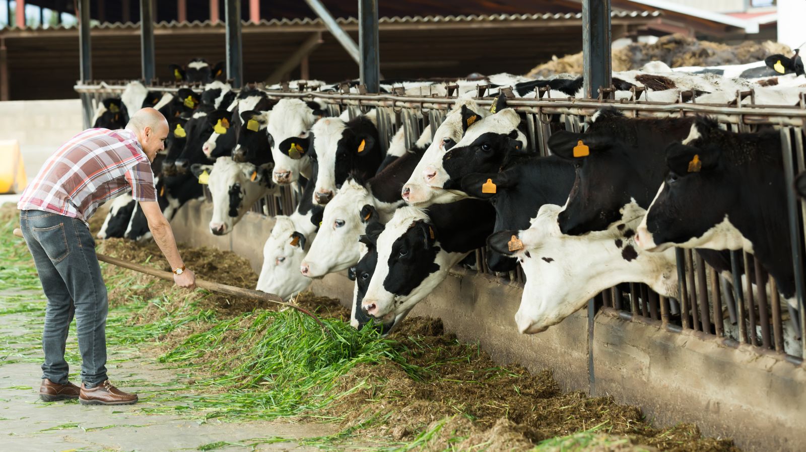 Man feeding cows on farm in cowshed by JackF via iStock